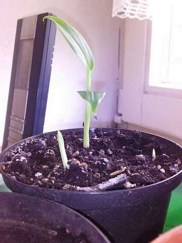 Musa sikkimensis